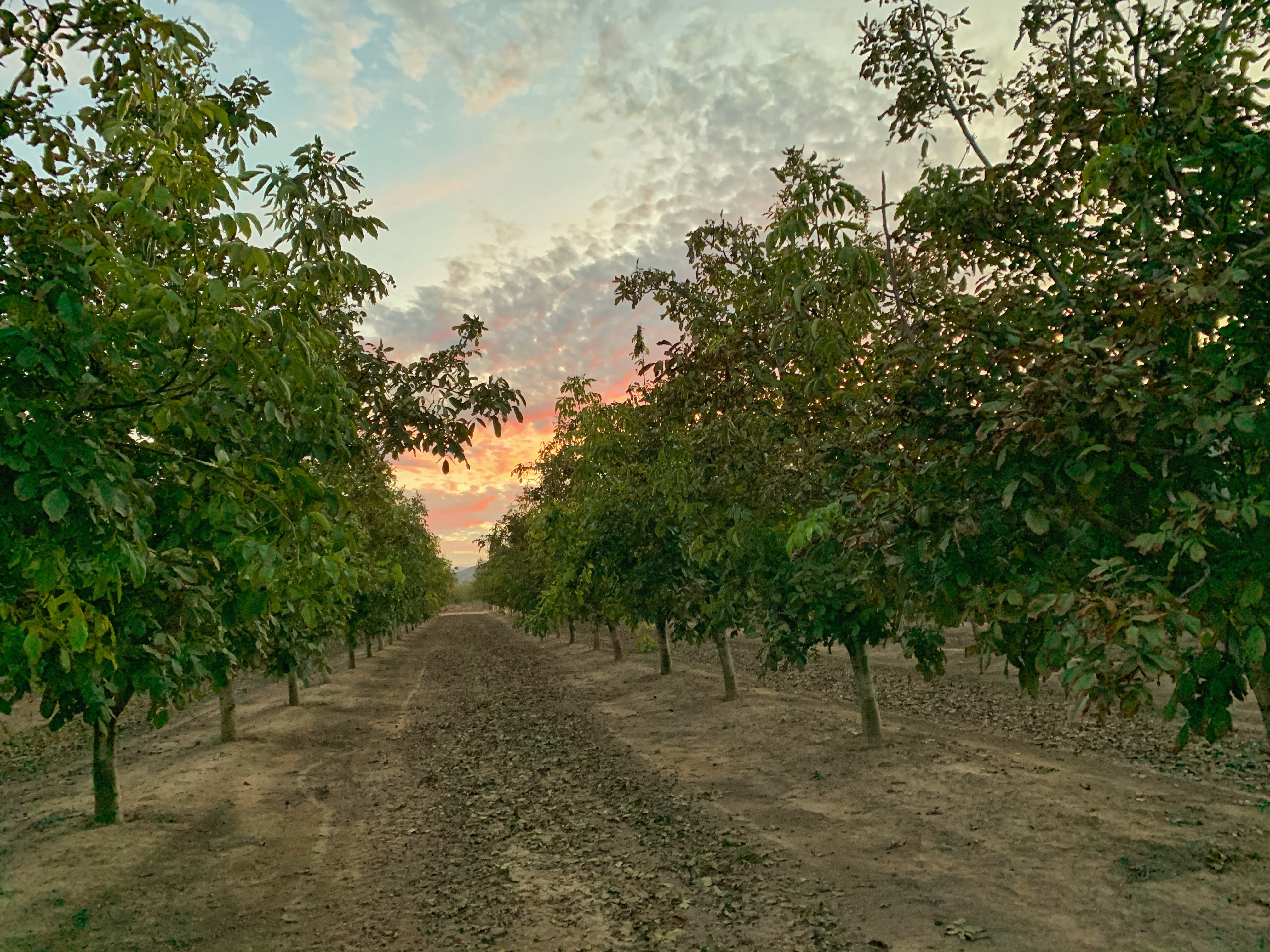 Mi imagen por defecto